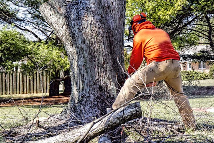 cut trees service