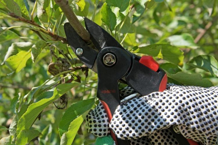 pruning service